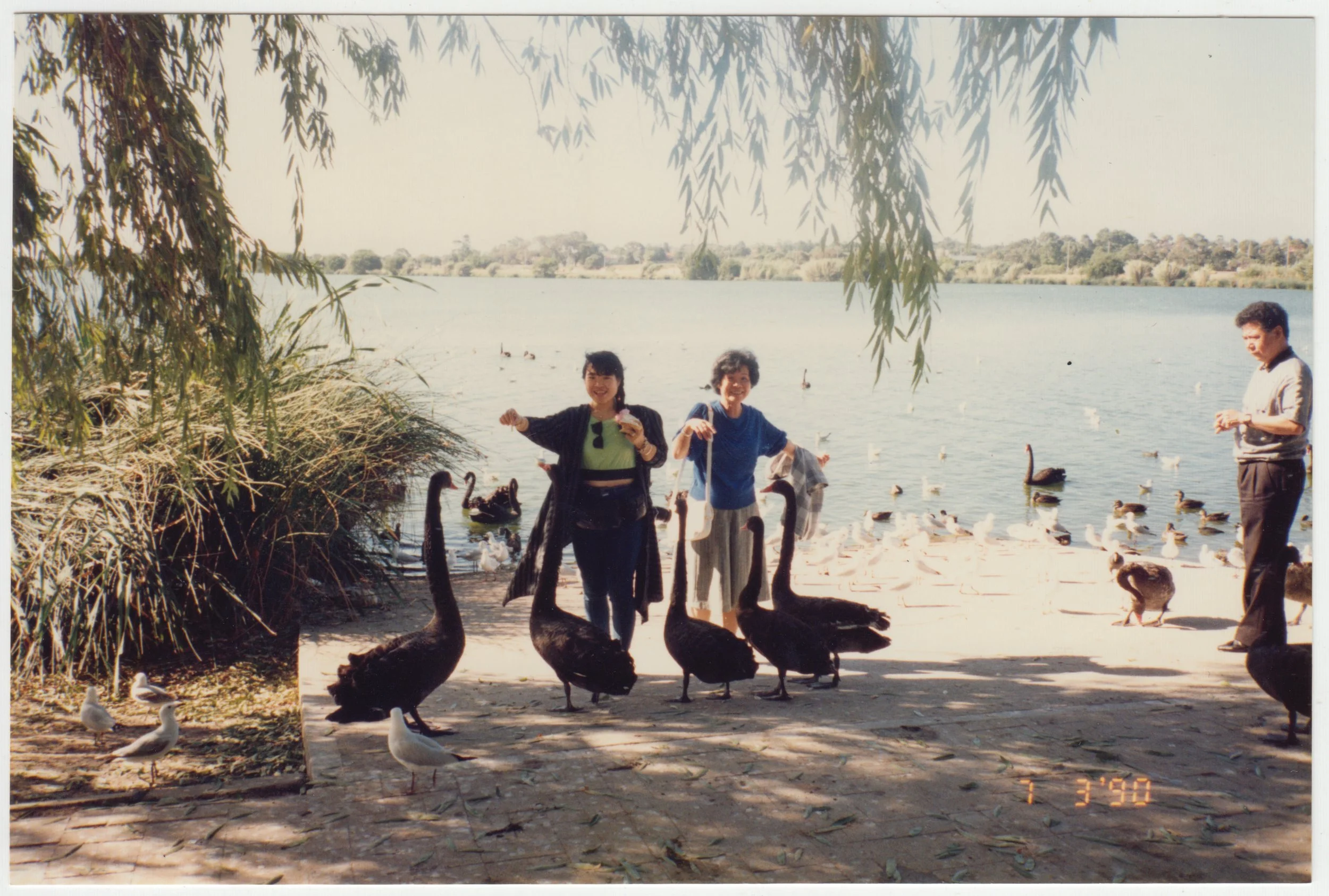 no. 00206 / Mum & Grandma feeding black swans in Australia, 7 March 1990.