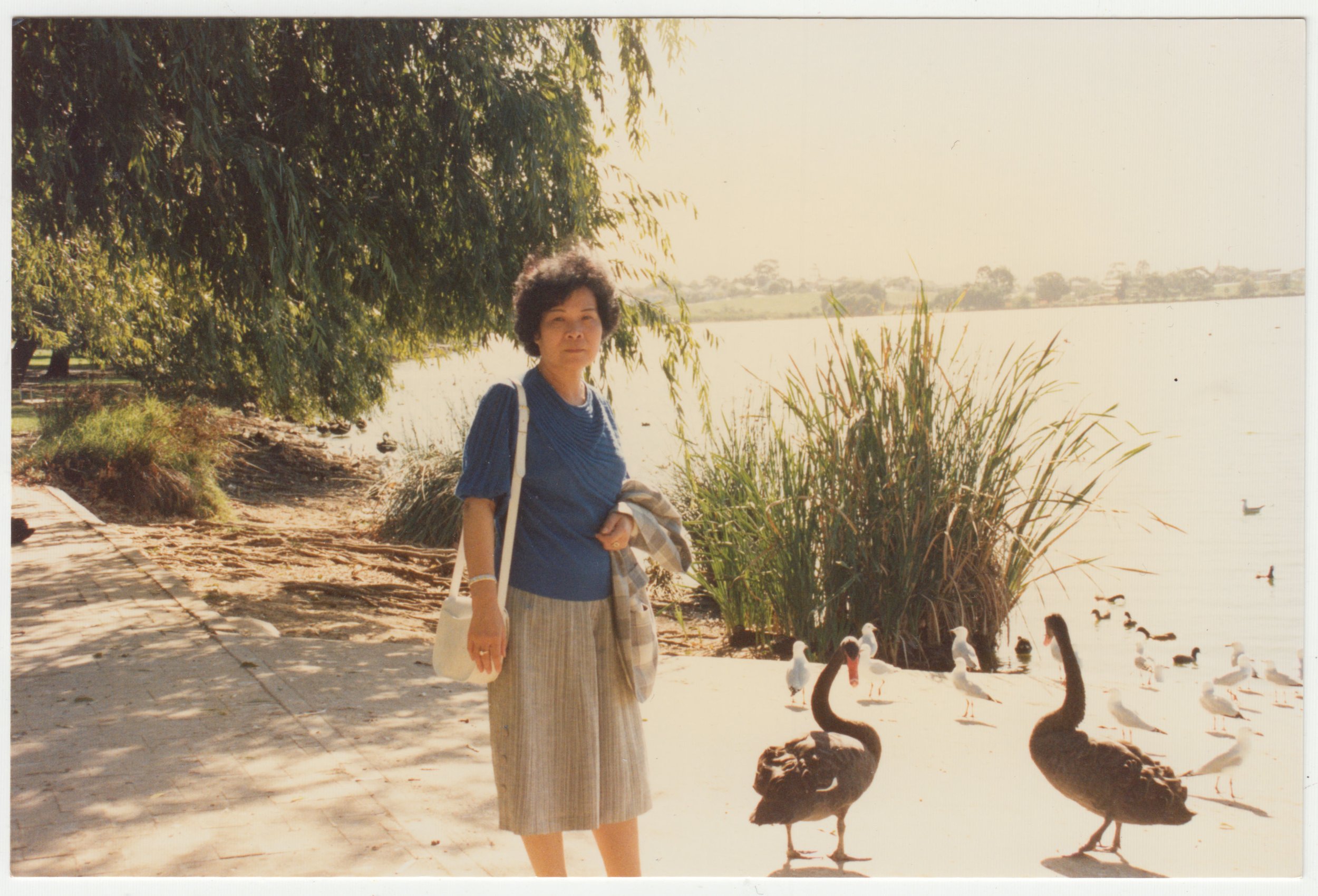 Grandma with Black Swans in Australia, 7 March 1990.