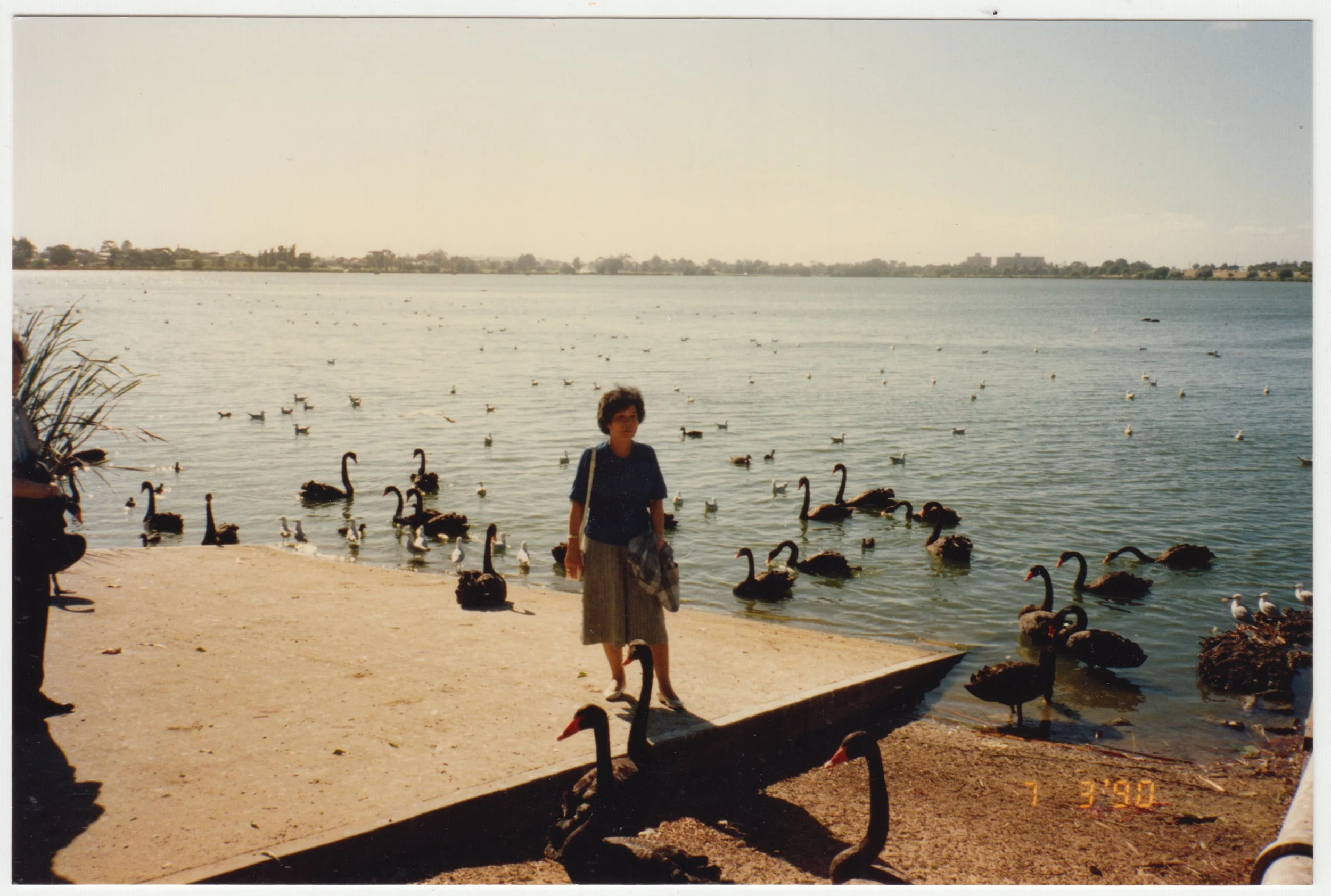 Grandma with Black Swans in Australia, 7 March 1990.