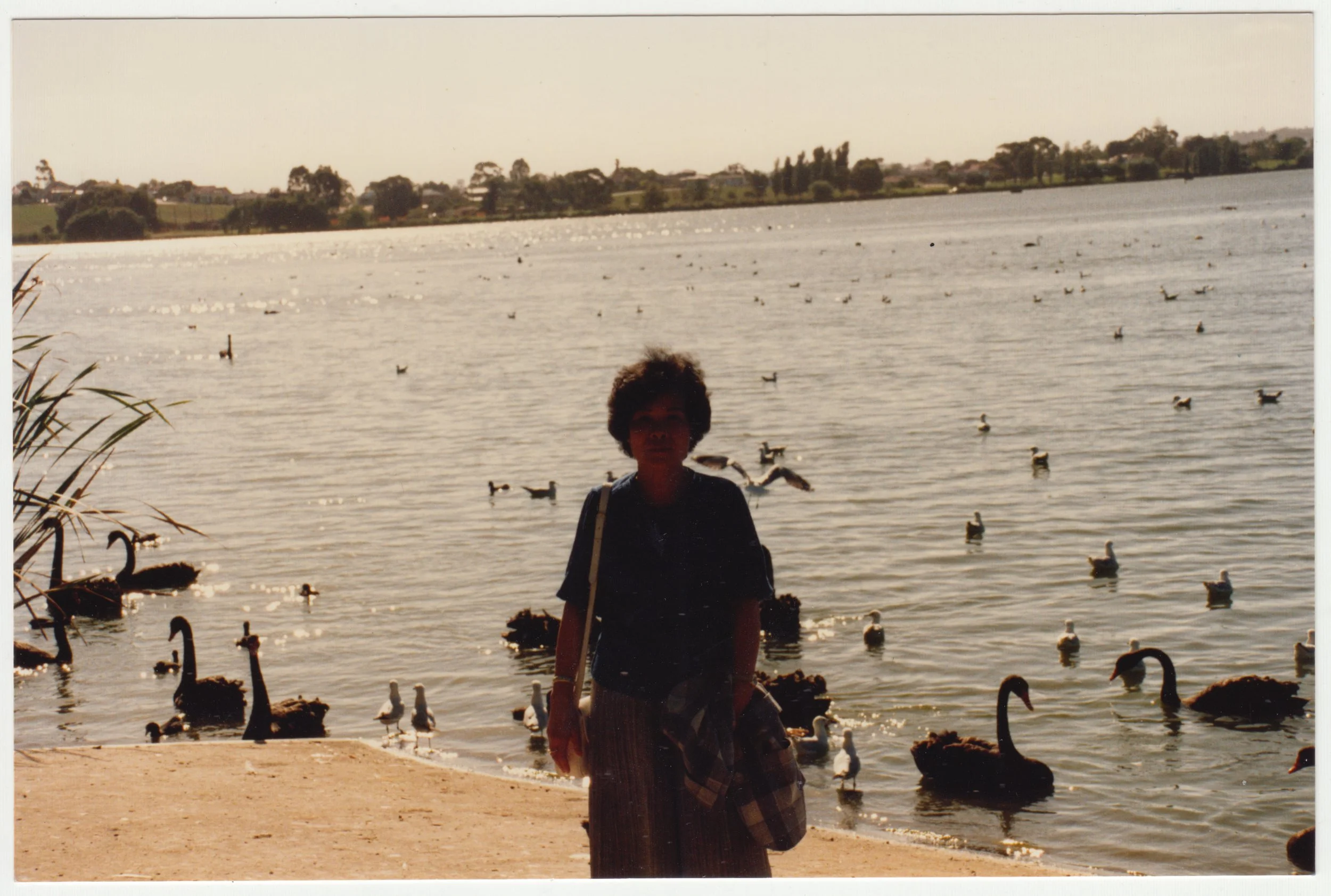 Grandma with Black Swans in Australia, 7 March 1990.