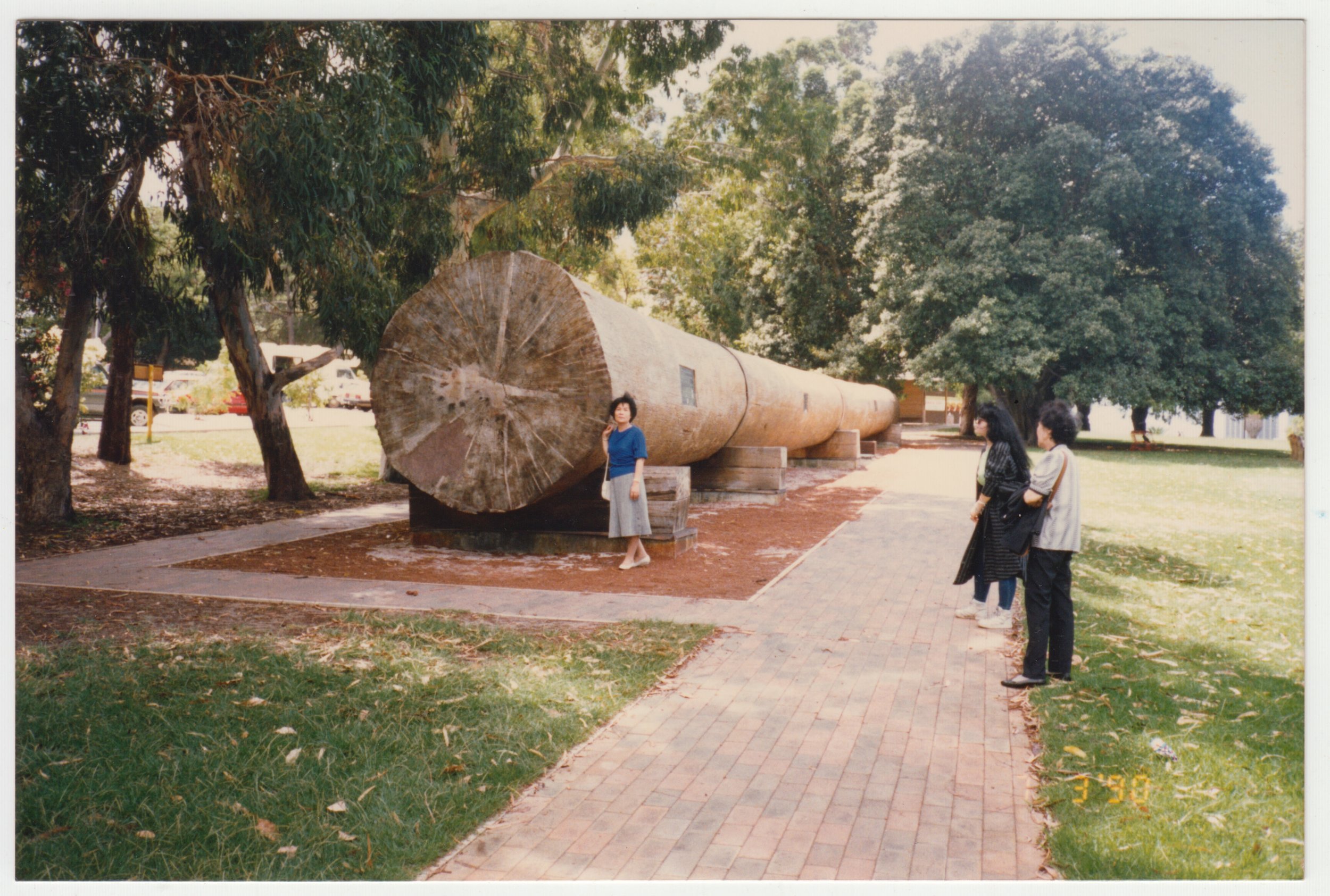 Grandma posing next to a giant felled tree in Australia. Taken on 7 March 1990. Mum and 姨太婆 are on the side watching.