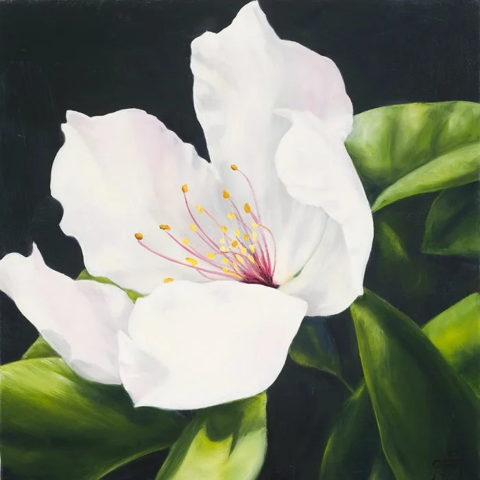 Quince blossom :: Oil on linen, 60 x 60cm