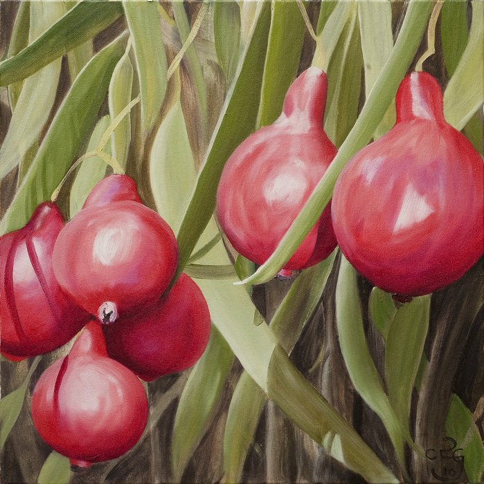 Quandongs :: Oil on linen, 51 x 51cm
