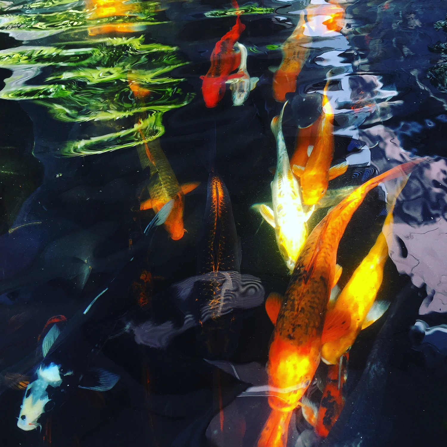 KOI1-WEB.jpg