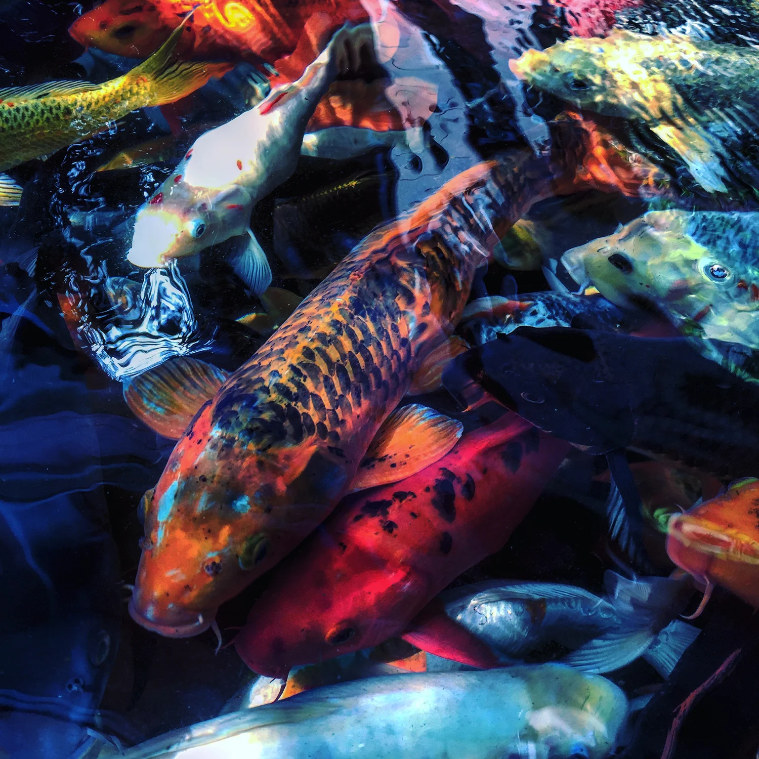 KOI4-WEB.jpg