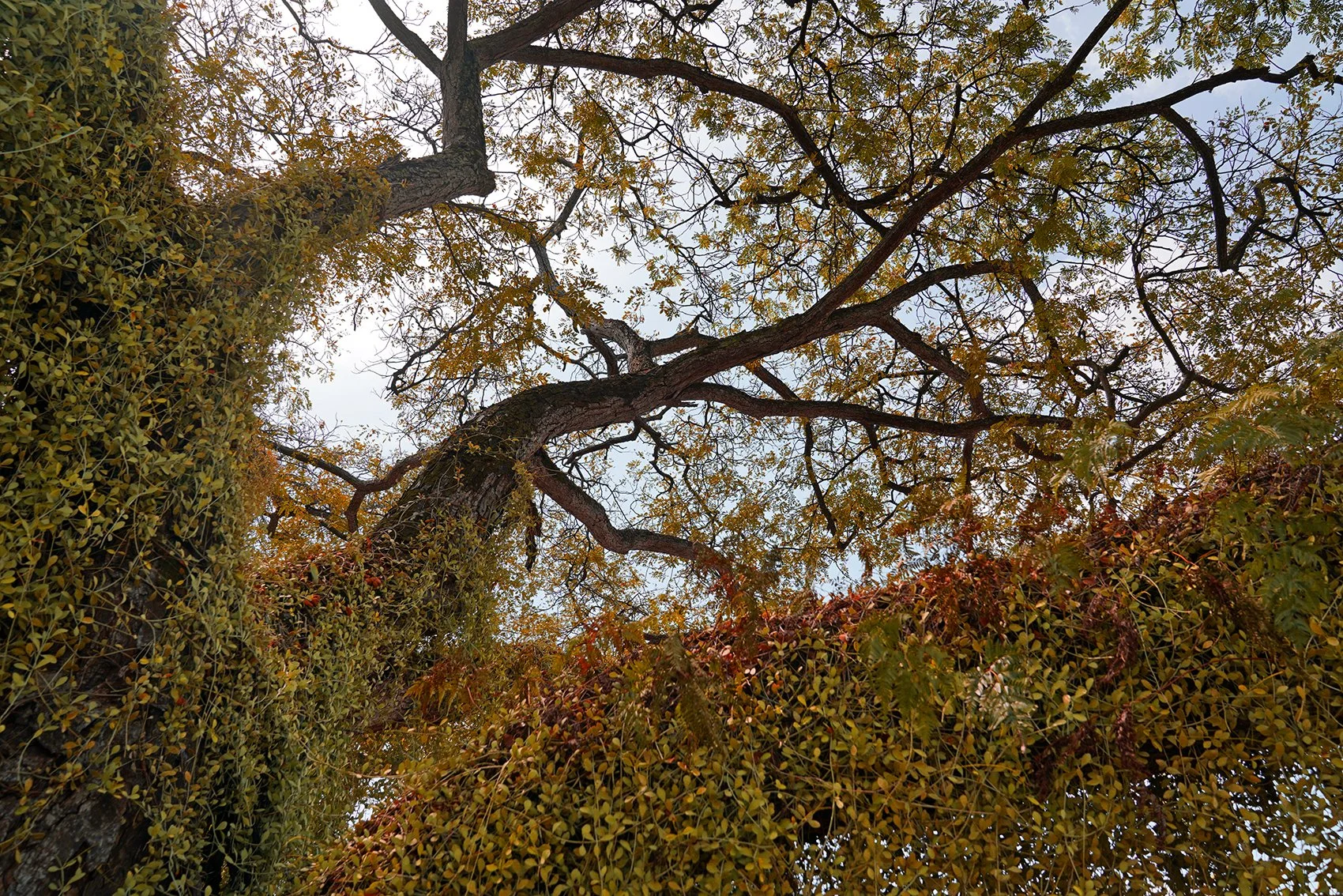  SOMETHING ABOUT THIS TREE     