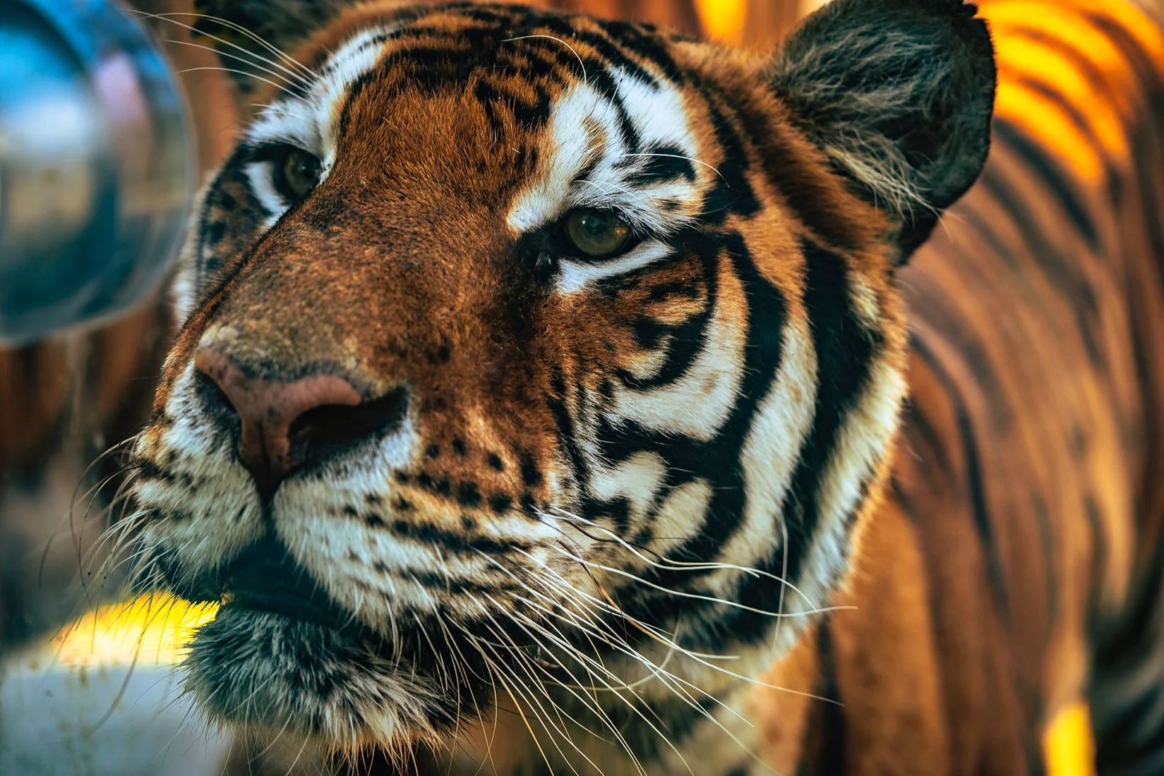  SIBERIA TIGER PARK - HARBIN HEILONGJIANG 