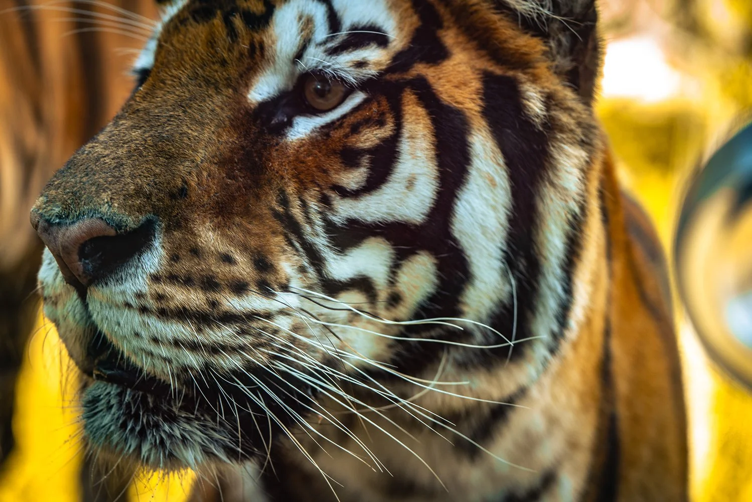  SIBERIA TIGER PARK - HARBIN HEILONGJIANG 