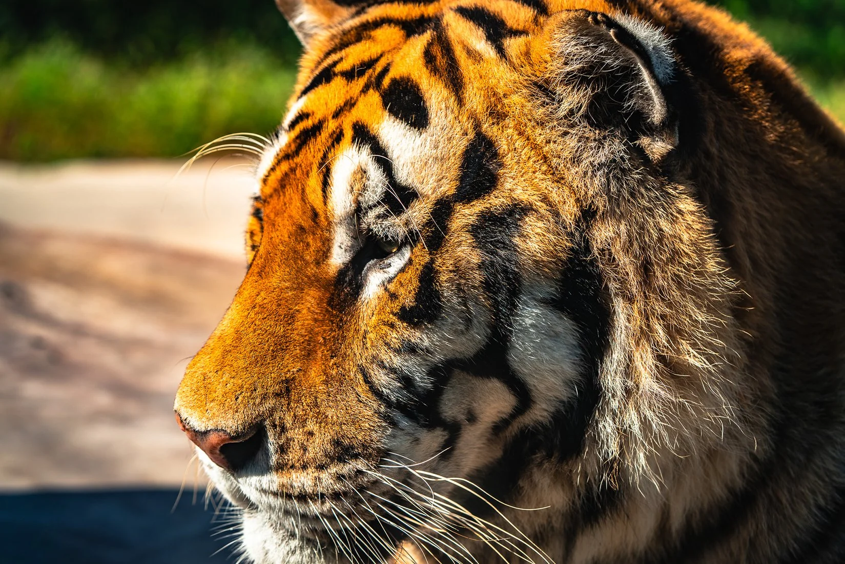  SIBERIA TIGER PARK - HARBIN HEILONGJIANG 