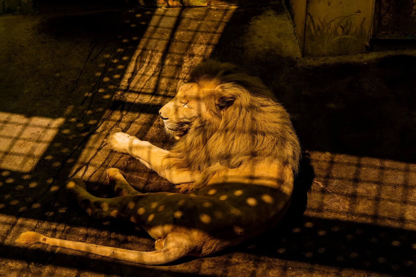  SIBERIA TIGER PARK - HARBIN HEILONGJIANG 