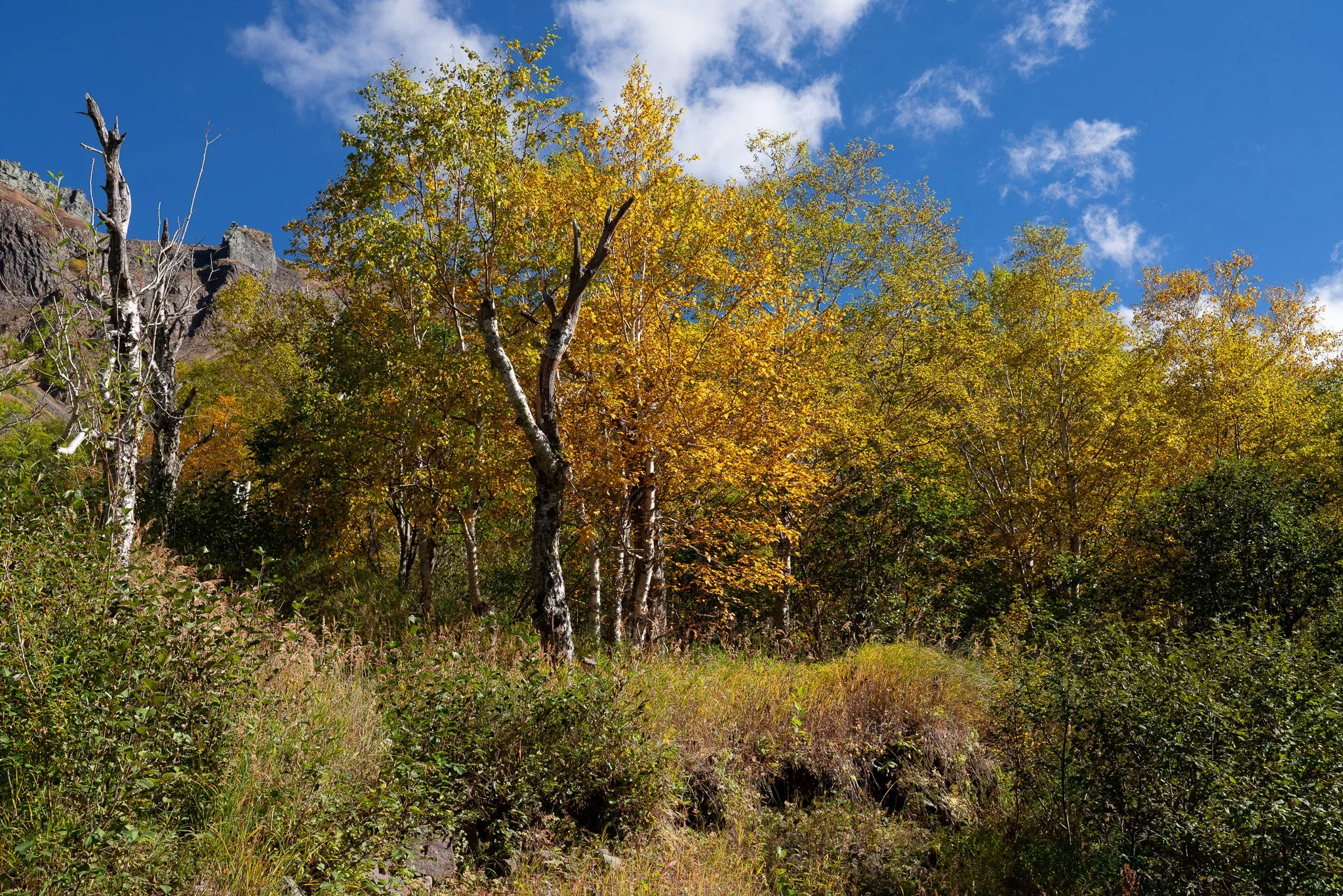  AUTUMN - CHANGHBAISHAN WORLD BIOSPHERE RESERVE_JILIN PROVINCE CHINA 