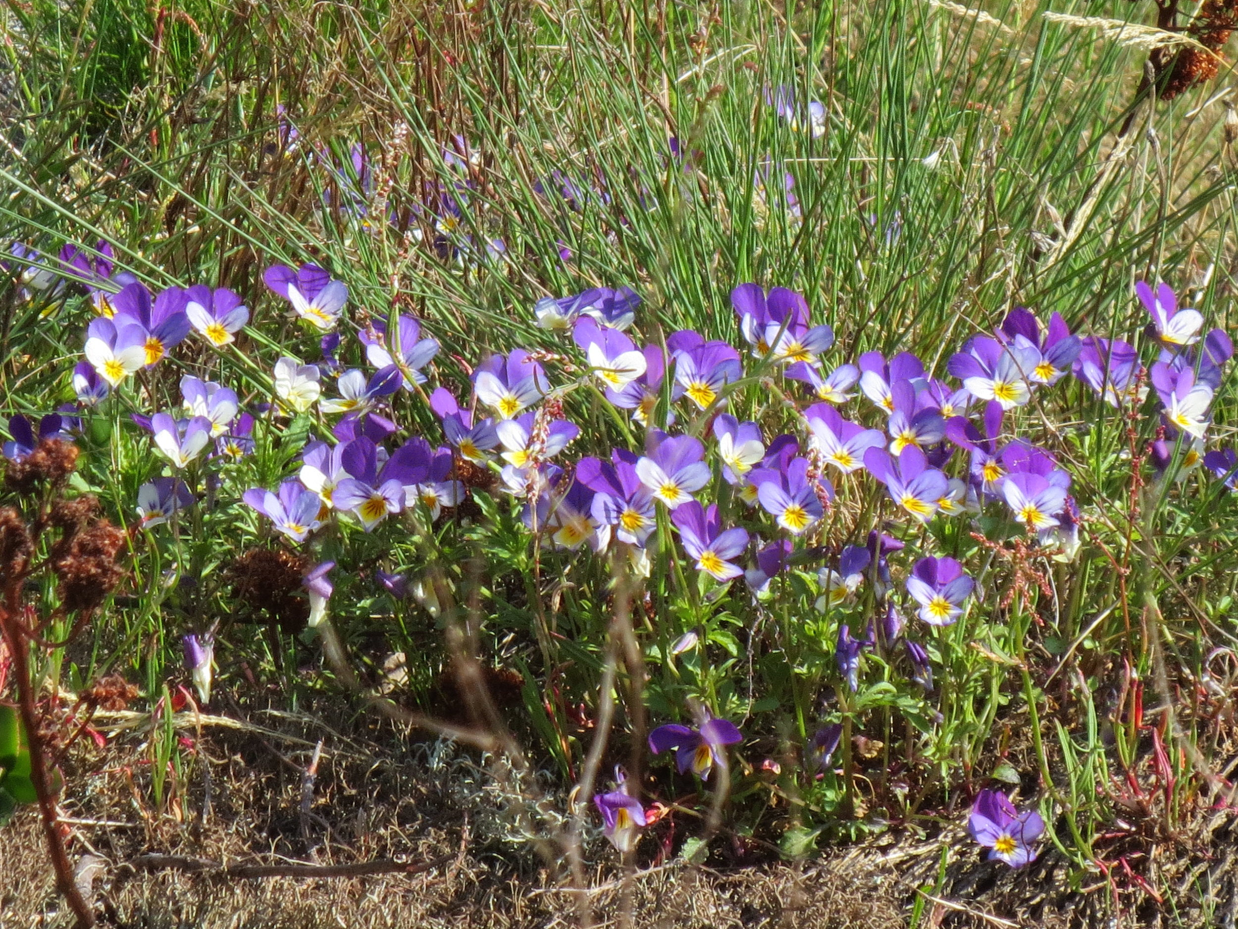 Har du saker til årsmøtet