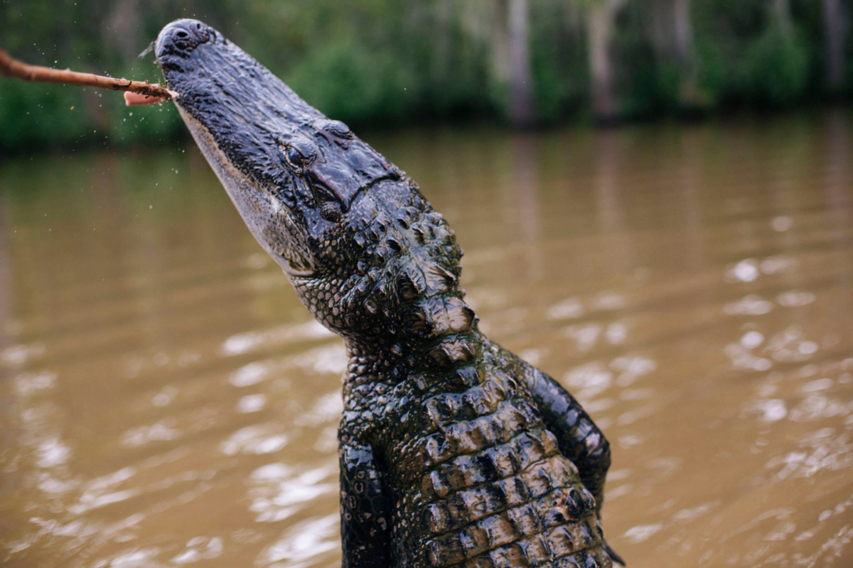 Alligator in the swamps (photos by Arnaud Montagard )