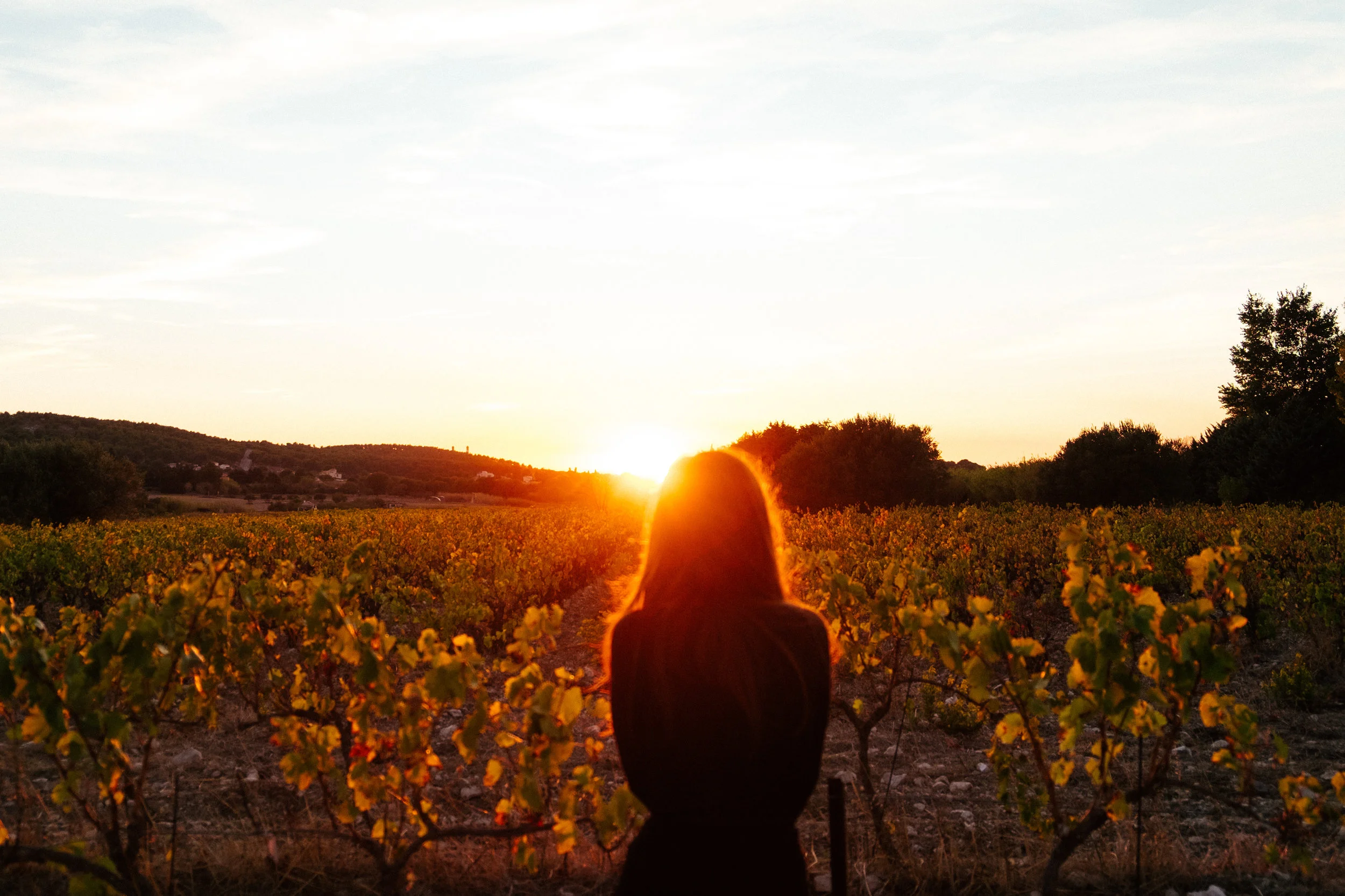 Vineyard Sunset , Provence, France