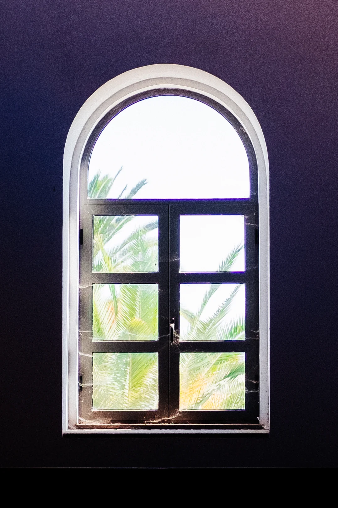 Palm Window