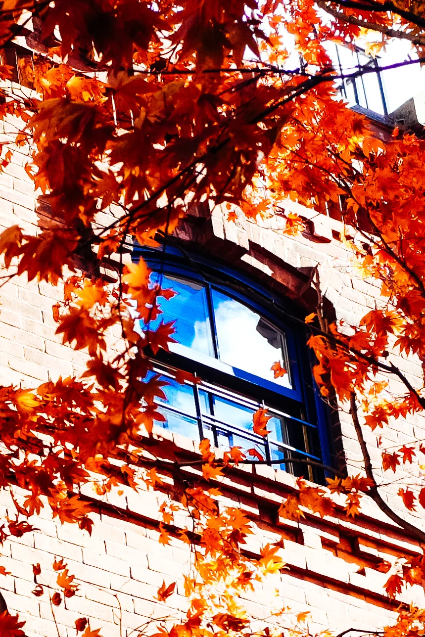 Fall Window, Brooklyn NY