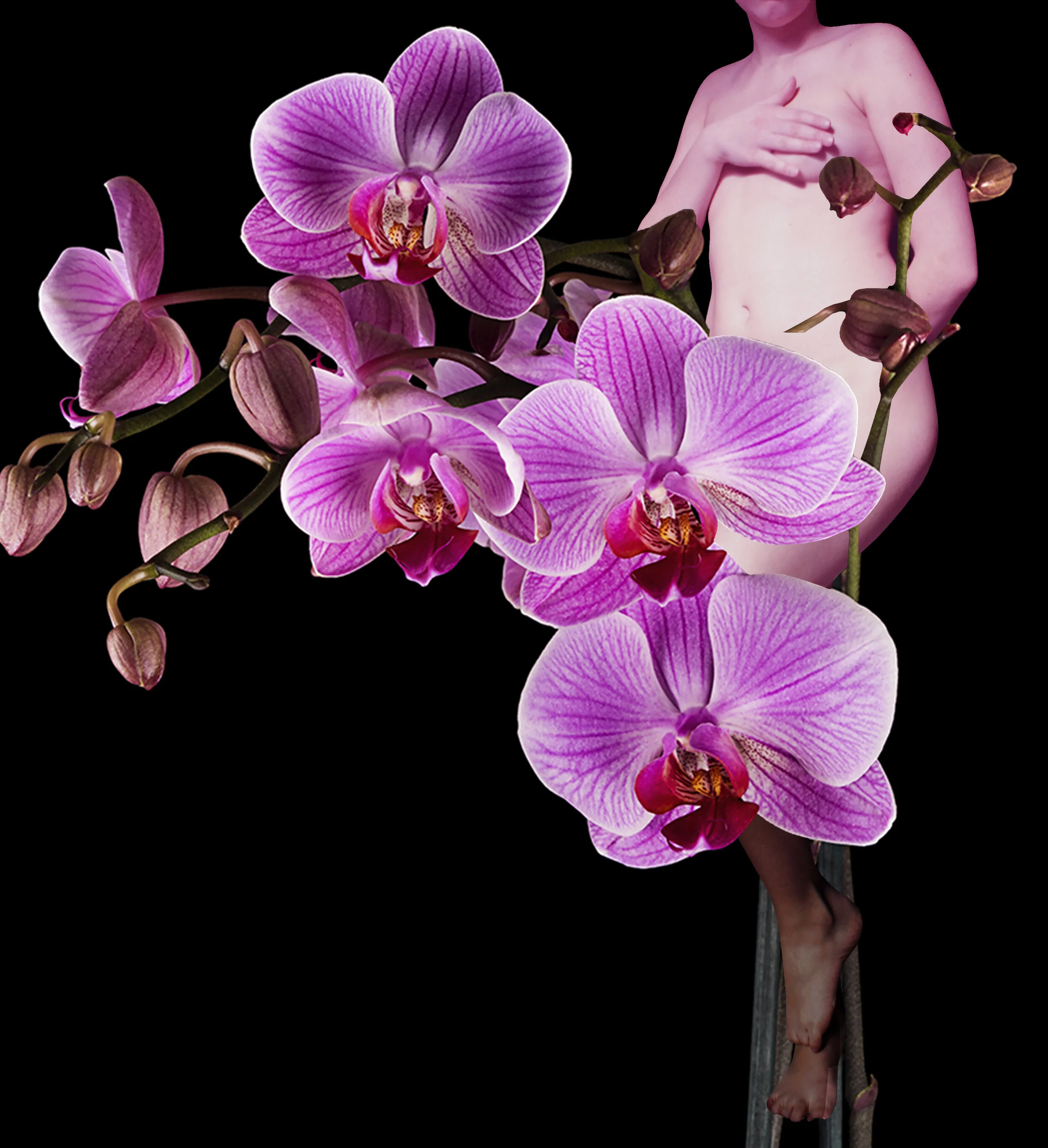 Delicate Bloom