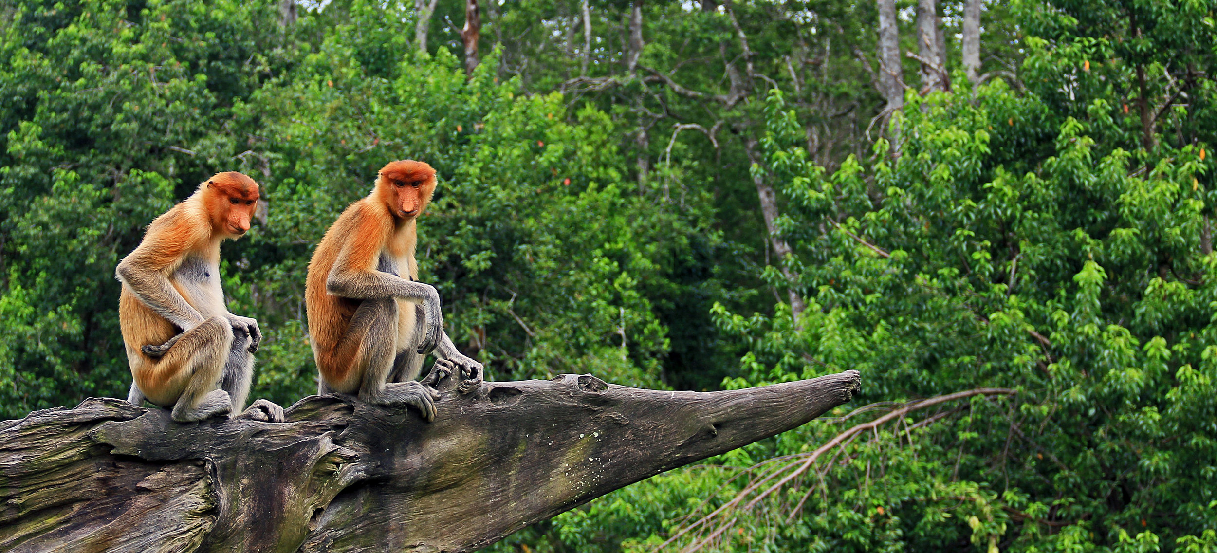 Sabah Tourism Board - Ramble &amp; Wander