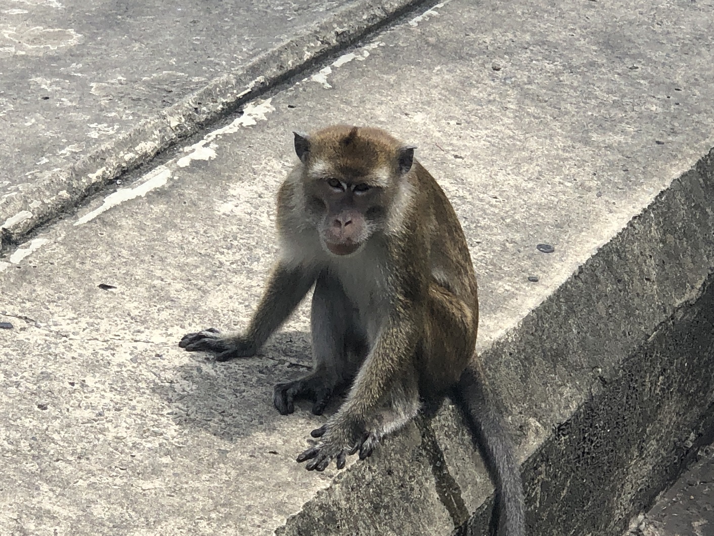 a very naughty long-tail macaque (at Signal Hill)