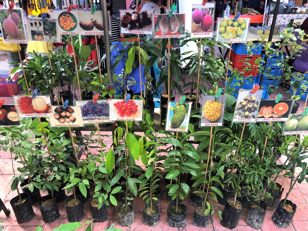  Exotic fruit trees for sale. Popular with the locals but not practical to take home as a souvenir of your holiday! 