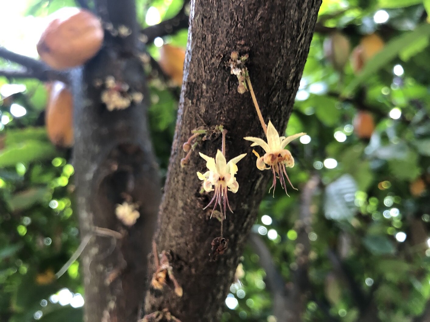 Cocoa tree flowers