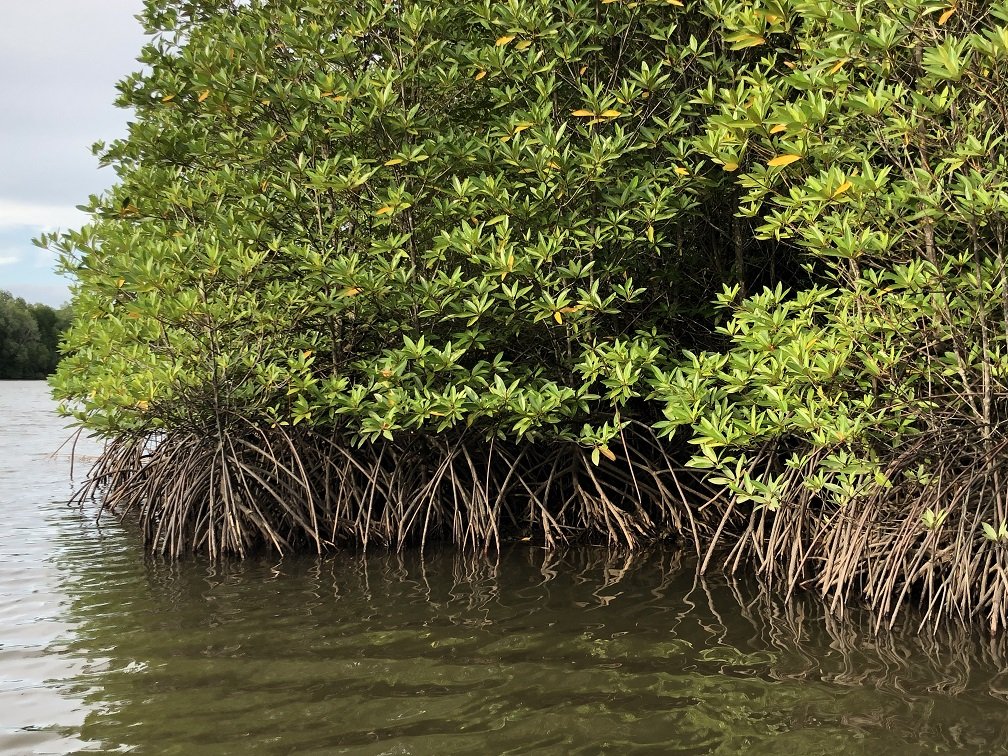 Beautiful natural / unspoilt mangrove on Sungai Nanamun (Nanamun River)