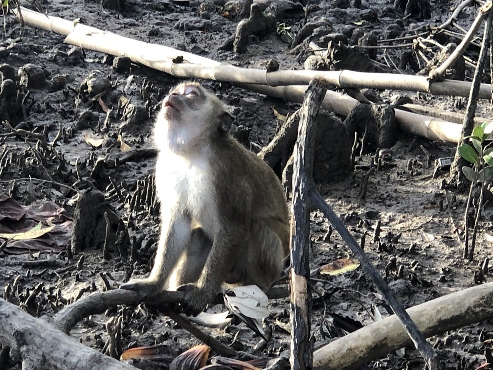 A long-tail macaque keeping a keen eye on events