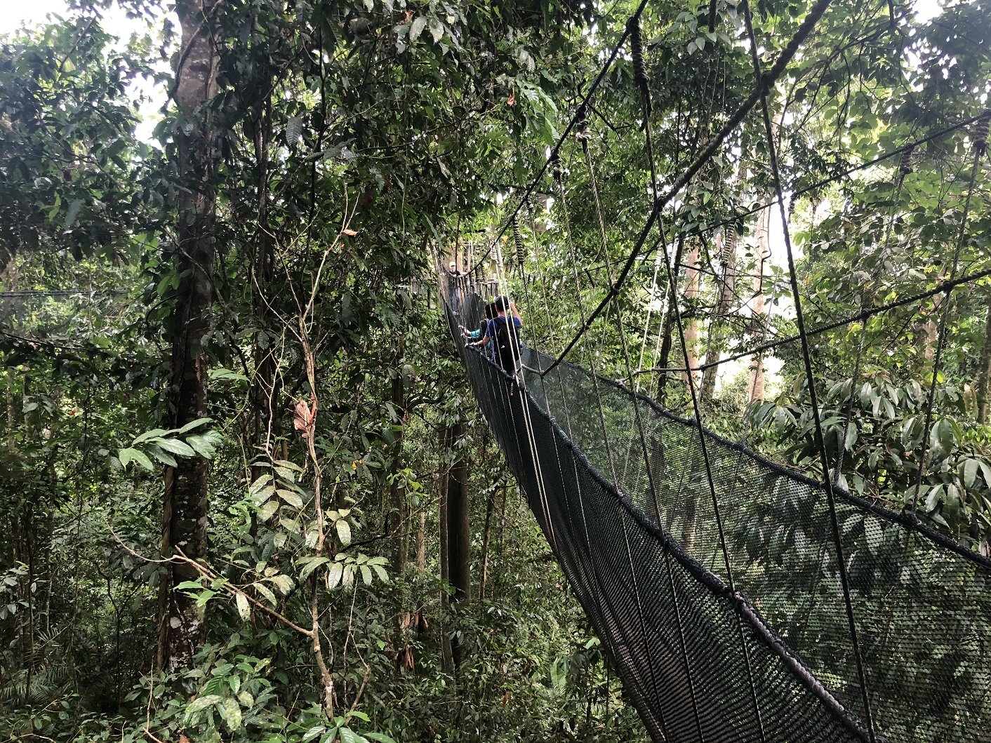 The Canopy Walk at Poring Hot Spring