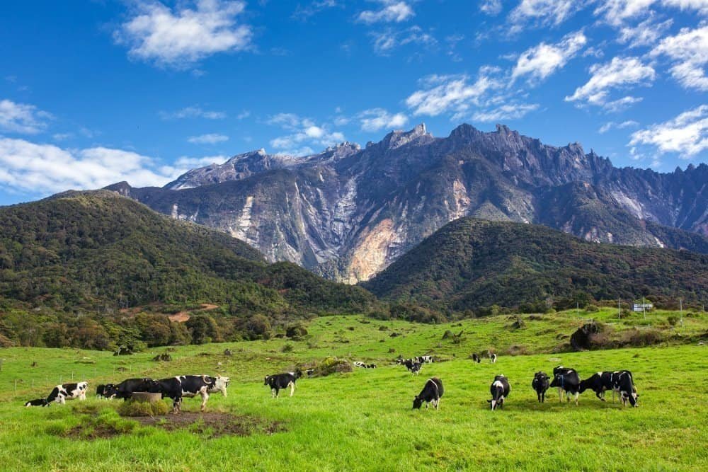 Cows from Desa Dairy Farm graze in the fields besides Mount Kinabalu