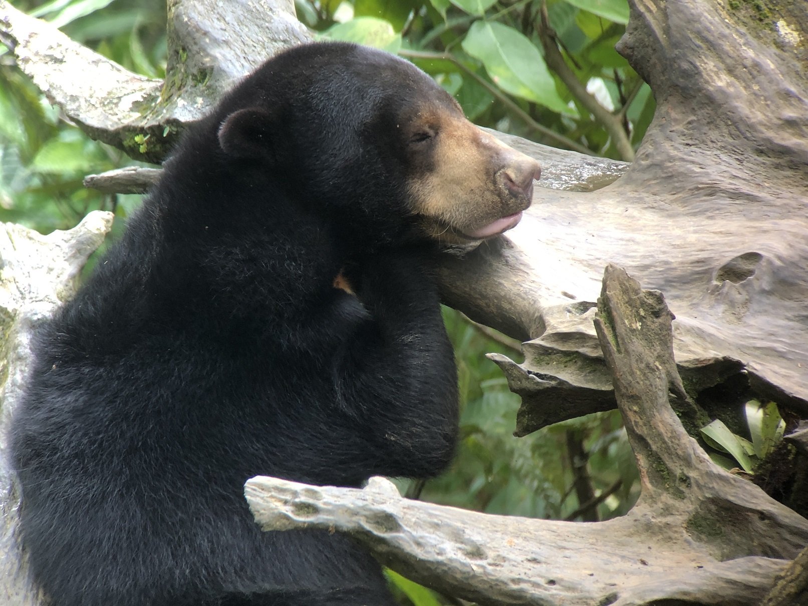 Sun Bear at Sepilok