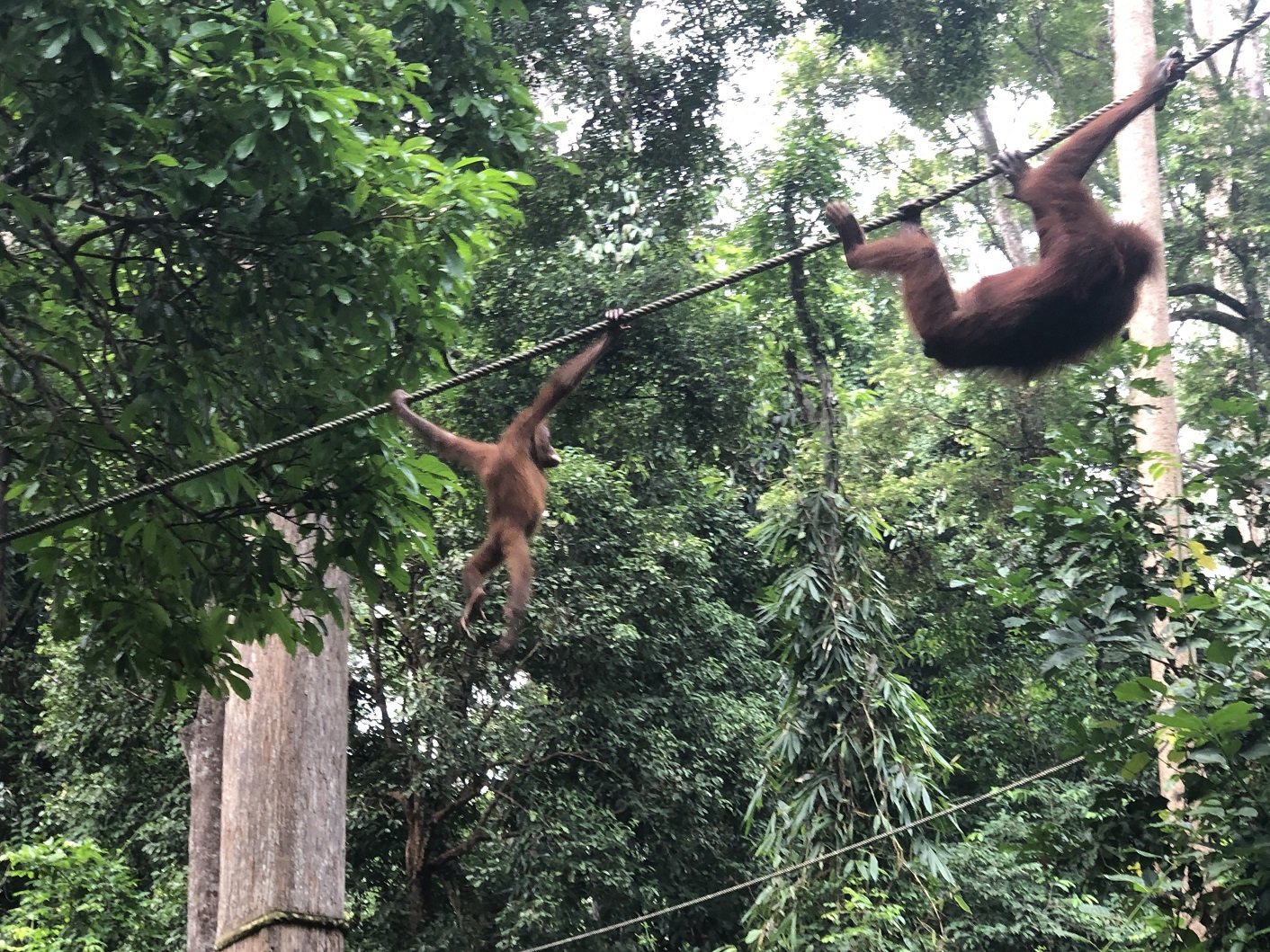 Orphaned orangutans practicing vital life-skills at Sepilok