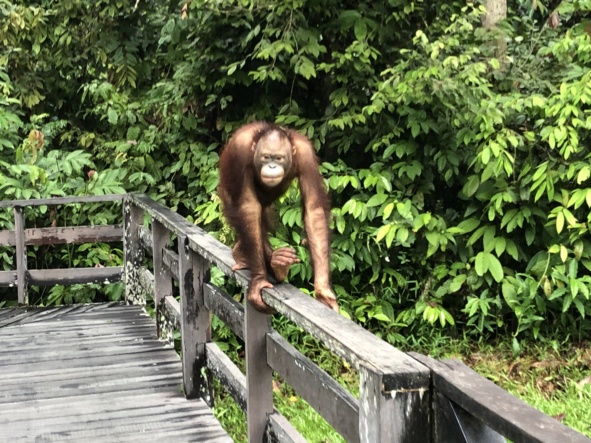 Male orangutan Bidu Bidu at Sepilok