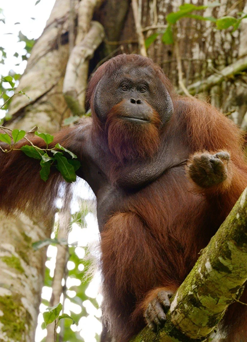 Orangutan at Borneo Rainforest Lodge