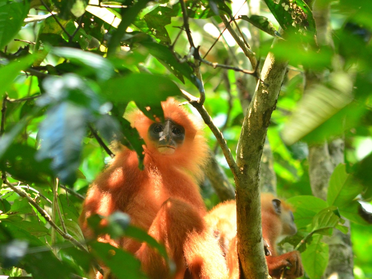 2 Red Leaf monkey at Danum Valley.JPG
