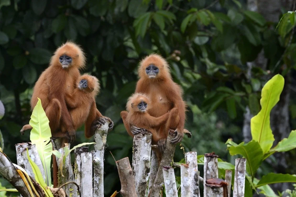 Borneo Rainforest Lodge - Red Leaf Monkey.