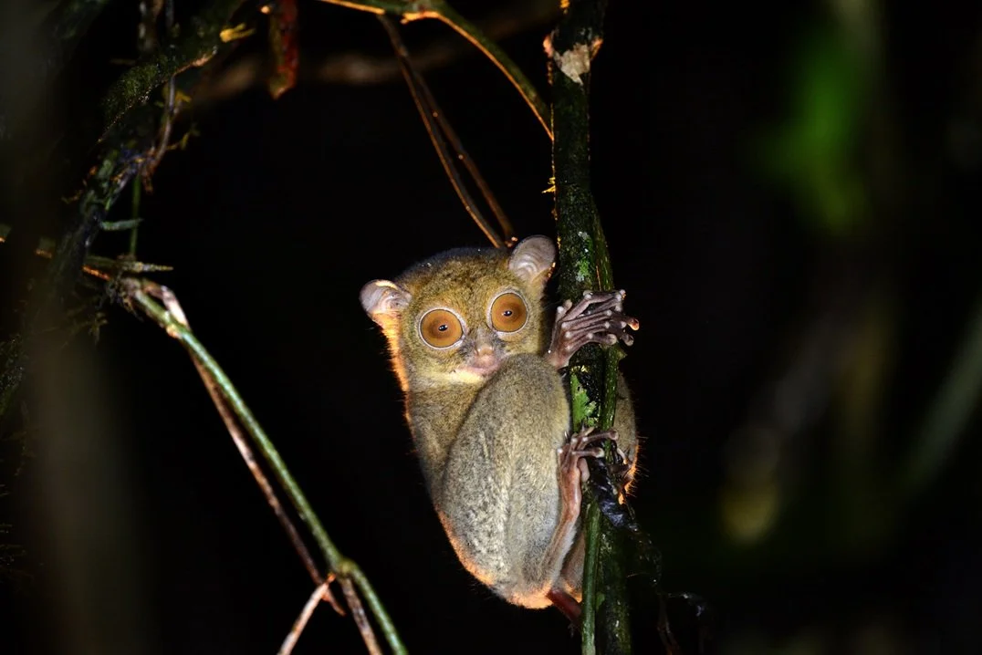 Borneo Rainforest Lodge - Western Tarsier
