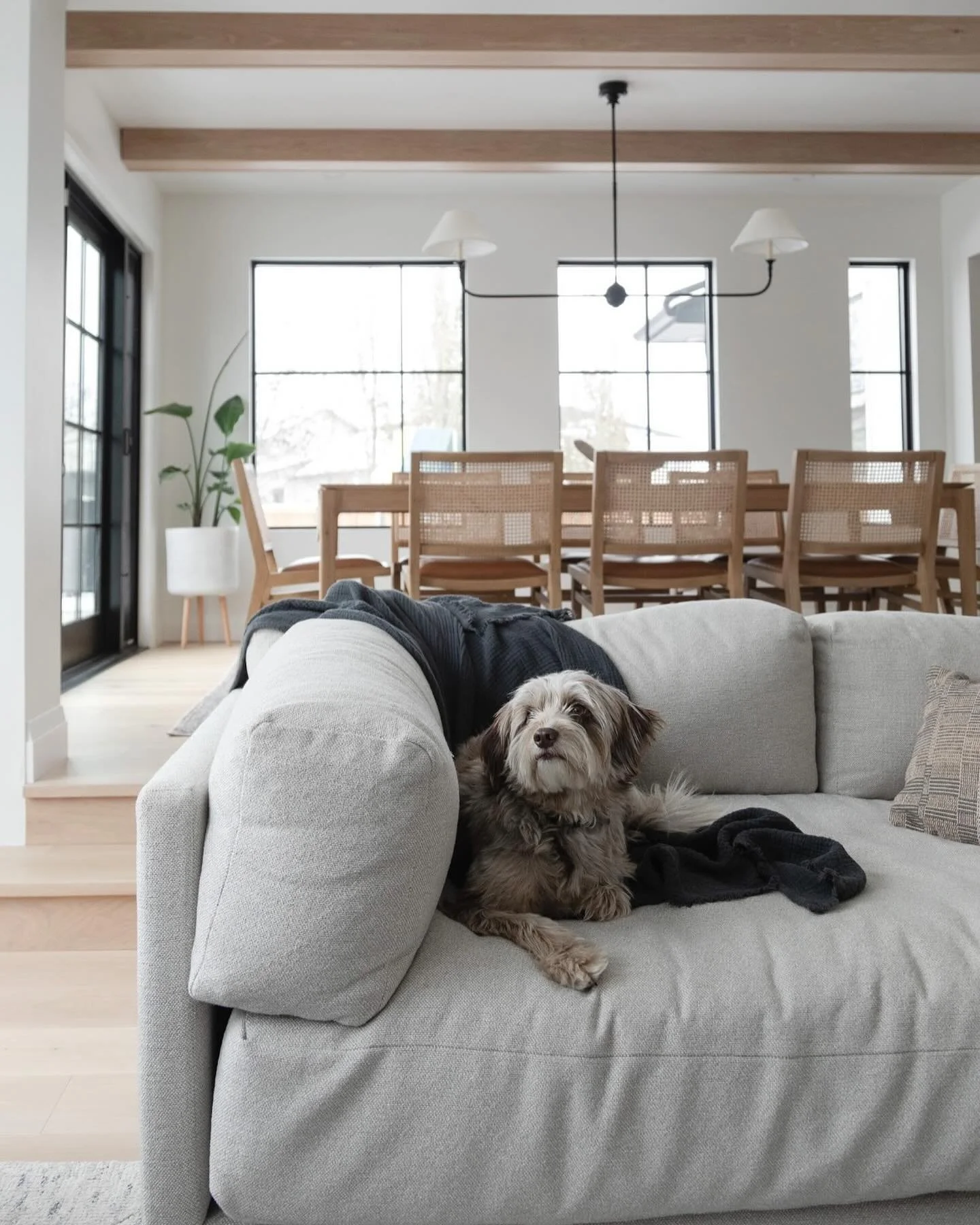 Hi Scout 👋🏼 🐶 
.
.
.
Photography: @mm_archvisuals