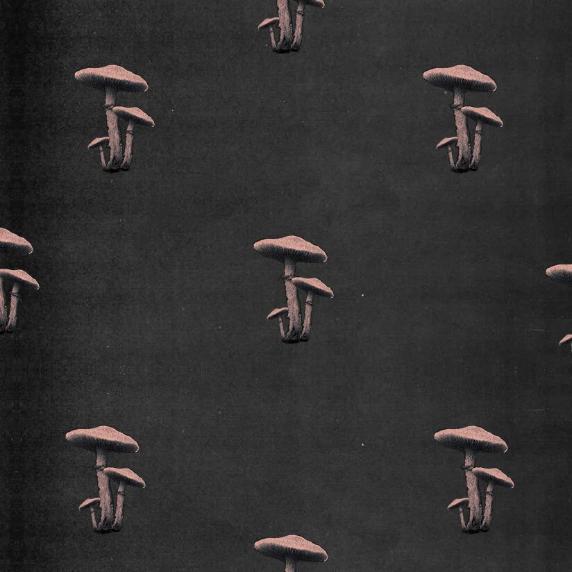 shroomo.jpg