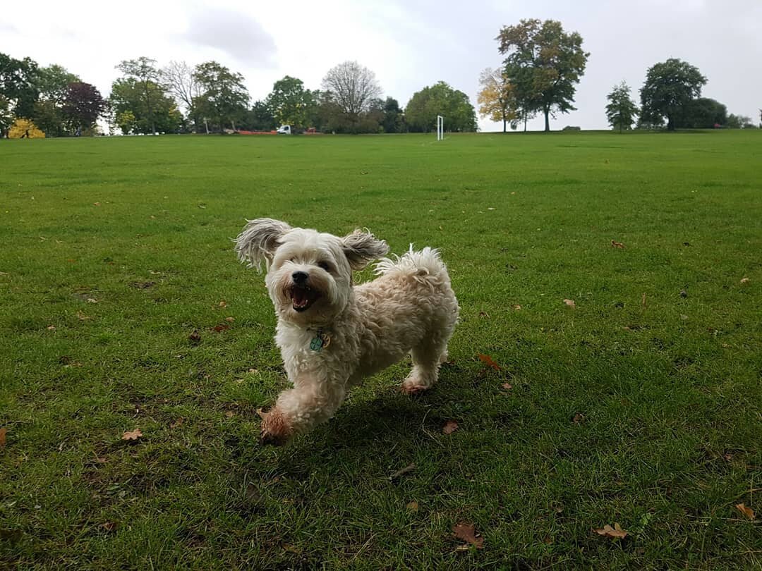 Happy Malcolm 😊🐶
🐶
🐕
🐶
🐩
🐶
🌳🌲🌲🌳🌲🌳🌳🌲🌳🌲🌲🌳🌳🌳
#dogsofinstagram #dogstagram #dogsofinsta #instadog #dog #dogs #dogoftheday #doglover #pet #pets #petsofinstagram #petstagram #londondogs #London #dulwich #hernehill #brockwellpark #havan