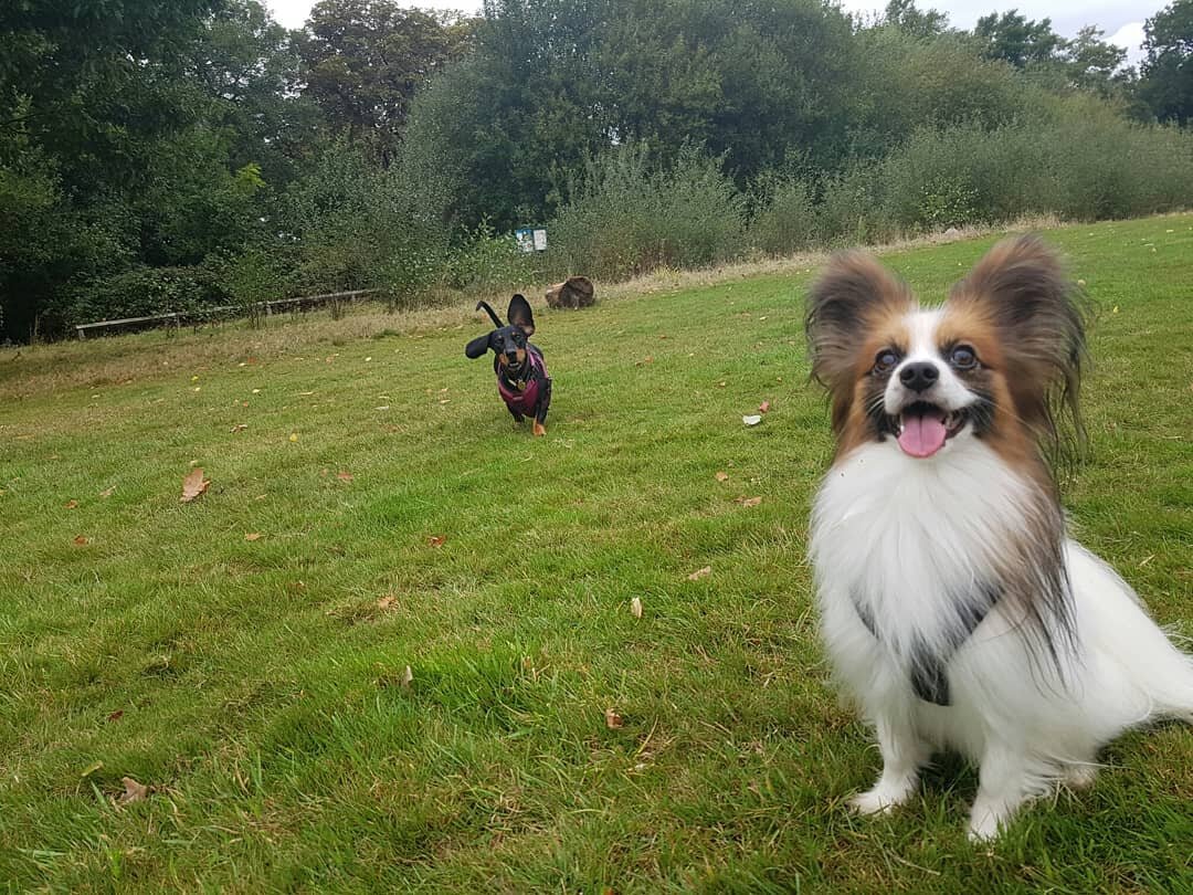 I've had a big smile on my face all day,  such fun walks 😊🐶
🐶
🐕
🐶
🐩
🐶
🌳🌲🌲🌳🌲🌳🌳🌲🌳🌲🌲🌳🌳🌳
#dogsofinstagram #dogstagram #dogsofinsta #instadog #dog #dogs #dogoftheday #doglover #pet #pets #petsofinstagram #petstagram #londondogs #Londo