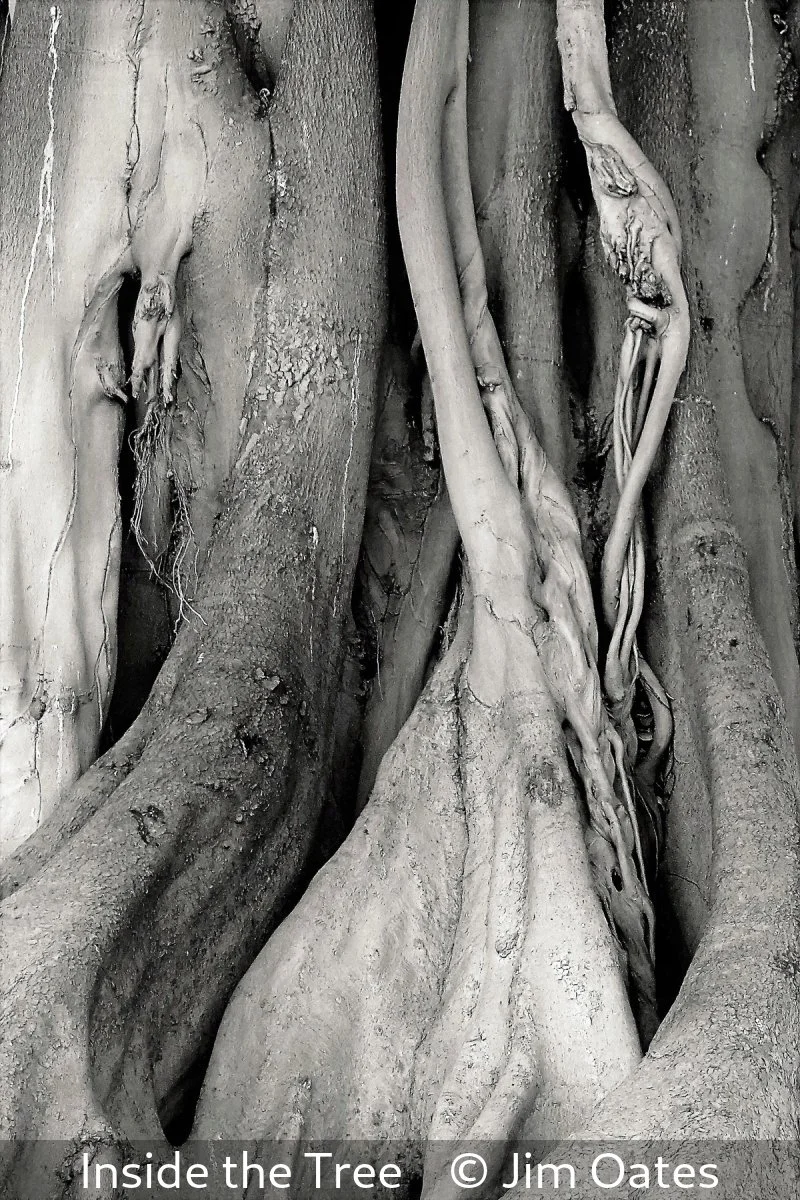 15_Inside the Tree_Jim Oates_.jpg