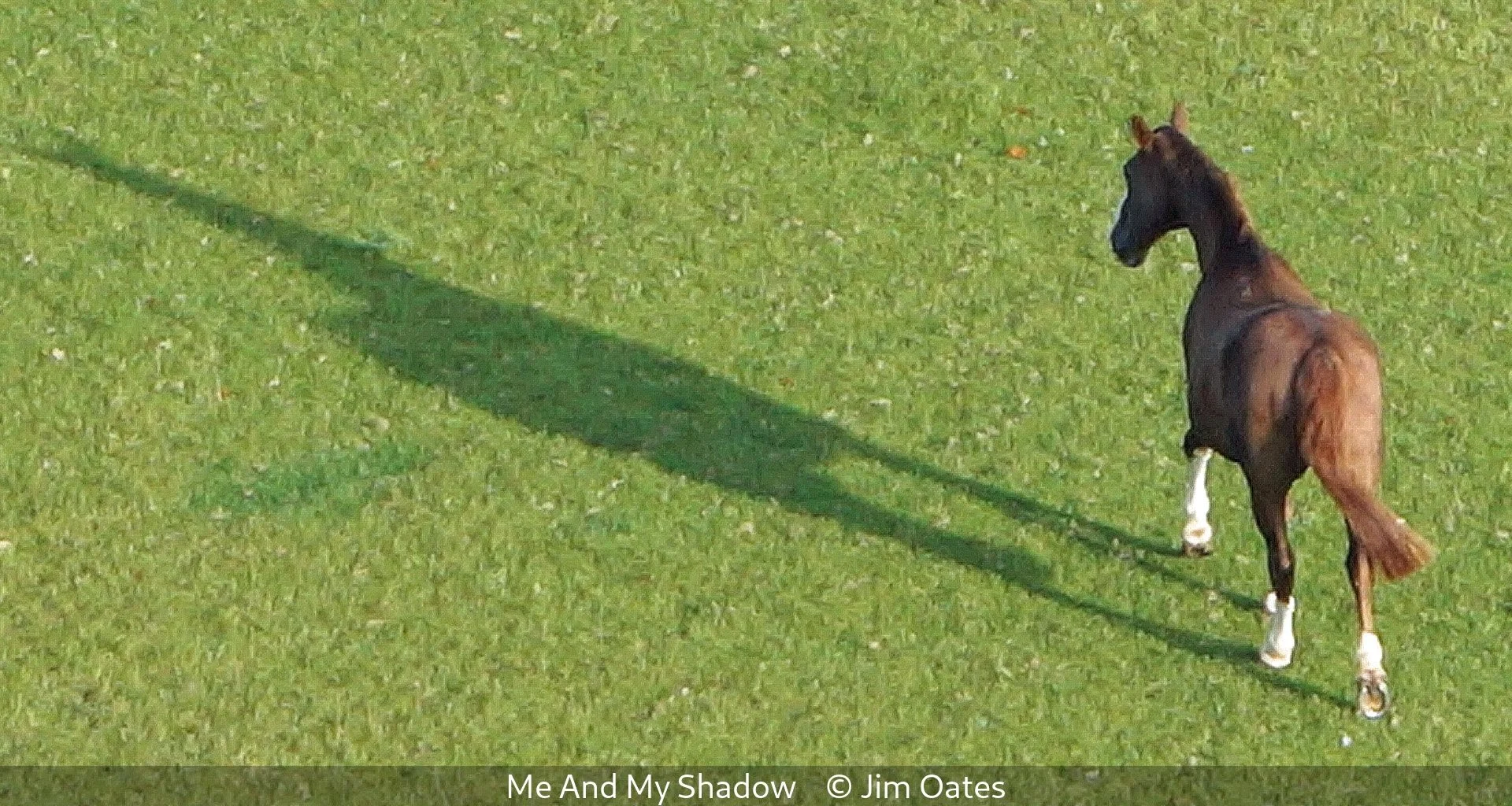 16_Me And My Shadow_Jim Oates_.jpg