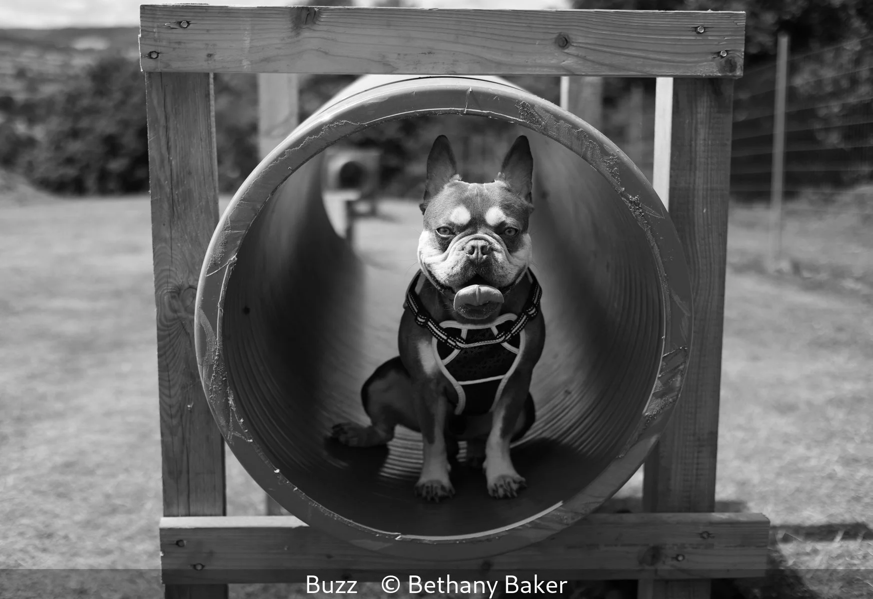 15_Buzz_Bethany Baker_.jpg