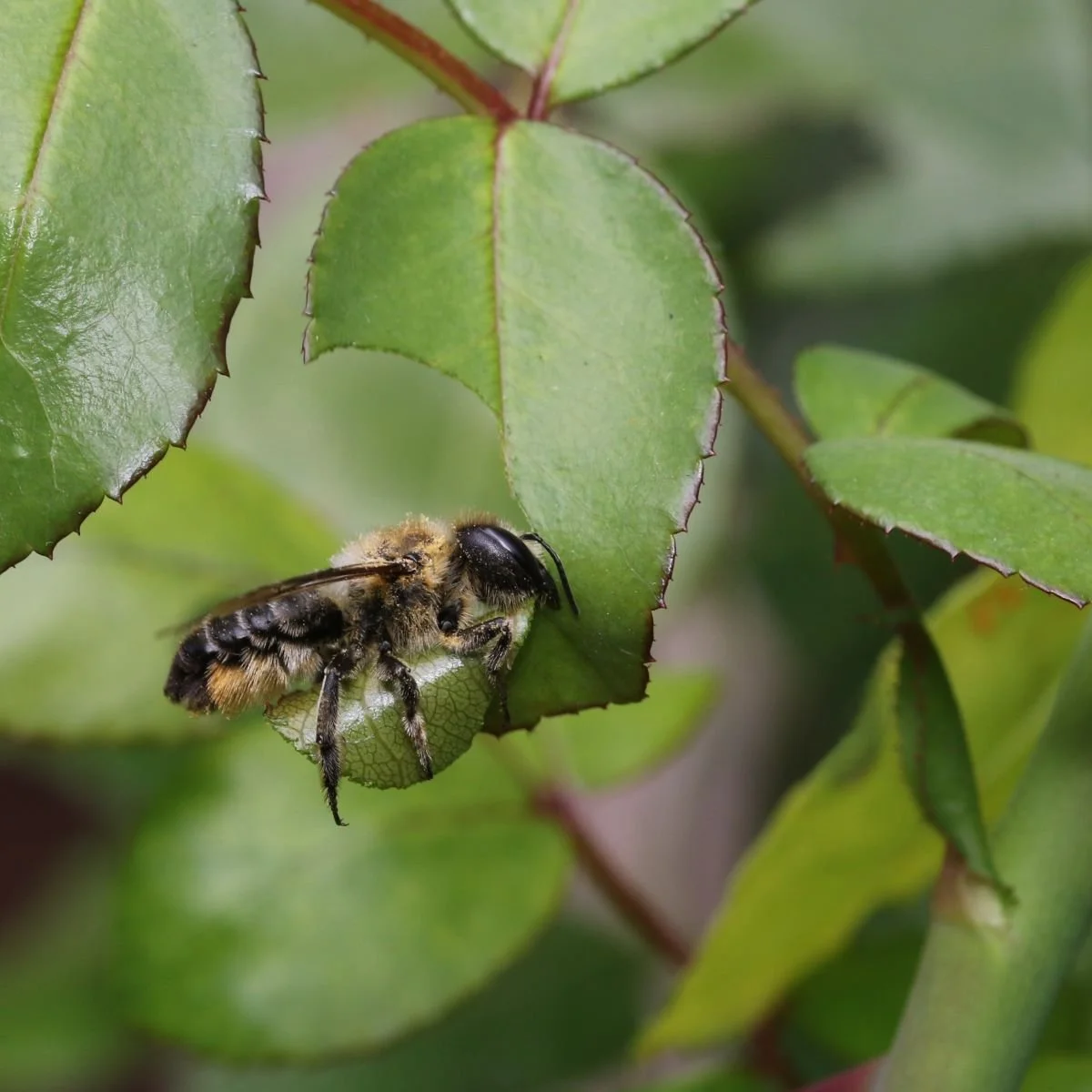 The Leafcutter Bee by Margaret Robson