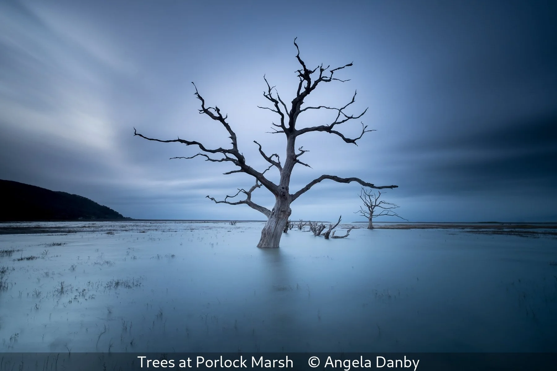 20_Trees at Porlock Marsh_Angela Danby_.jpg