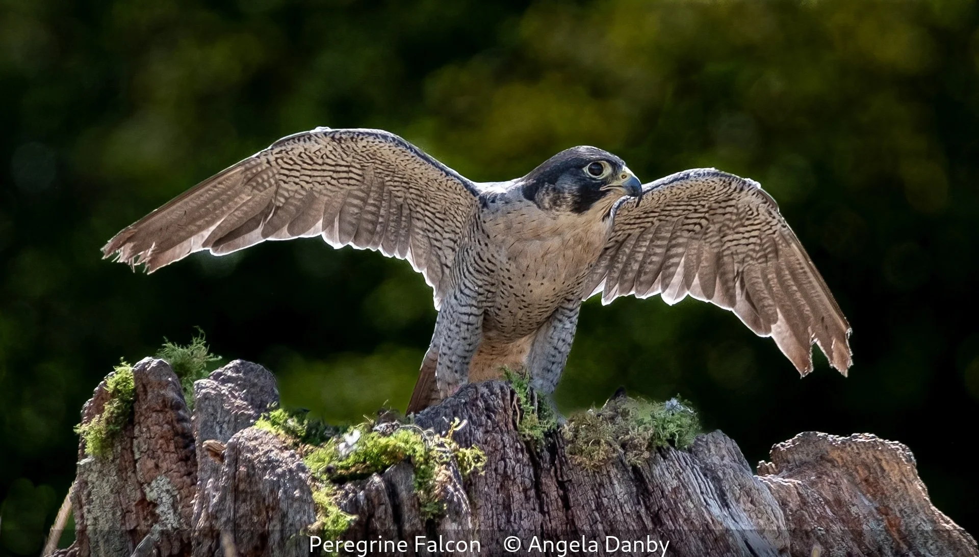 20_Peregrine Falcon_Angela Danby_.jpg