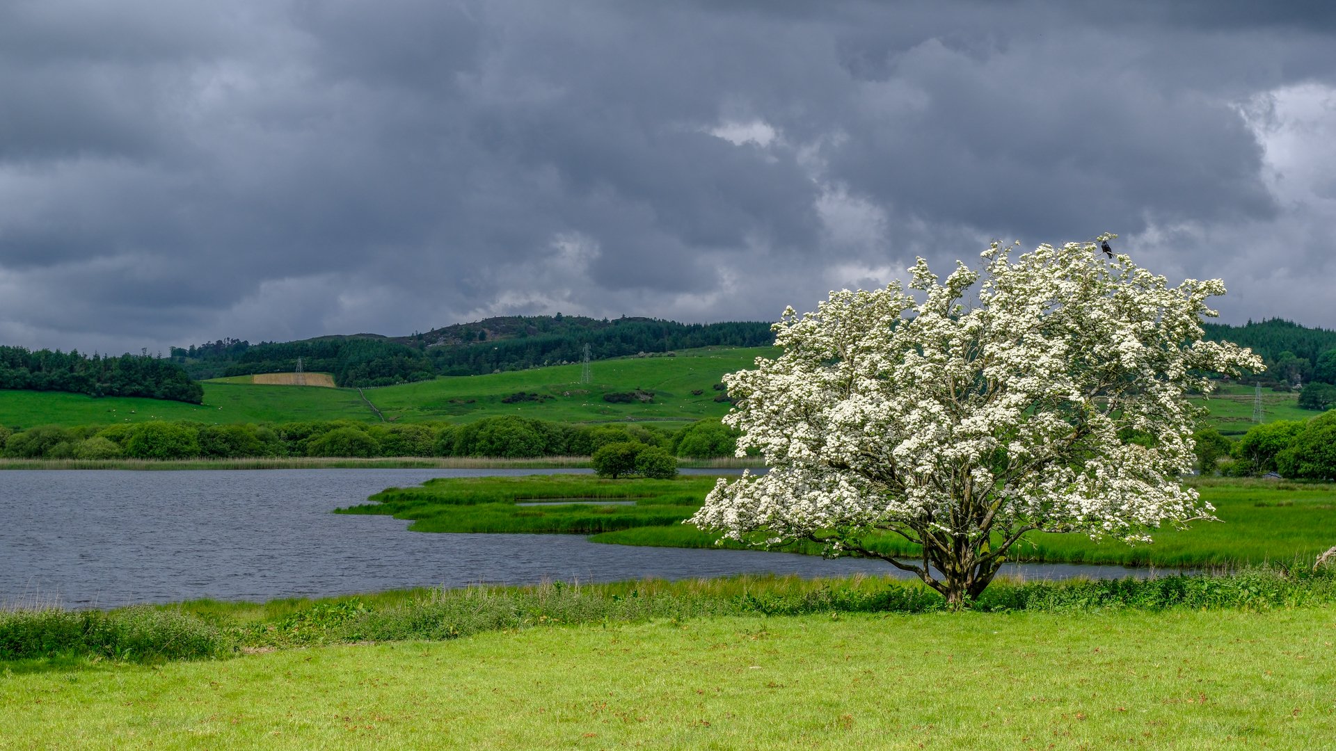 May Blossom by the Lock by John Hillier 16pts