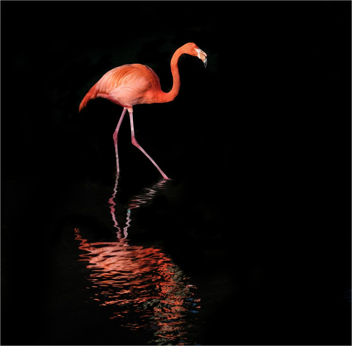 The Flamingo.jpg