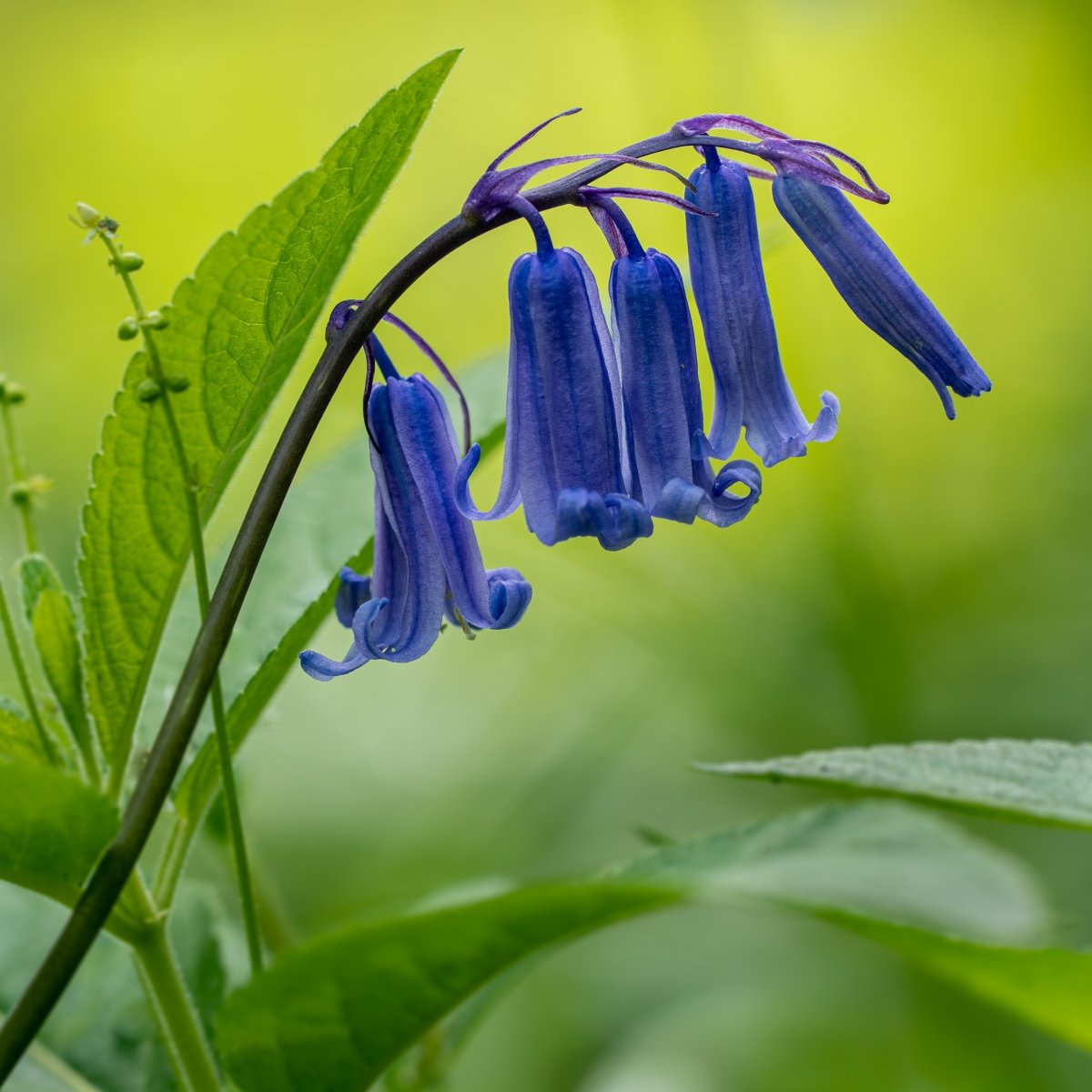 Bluebells.jpg