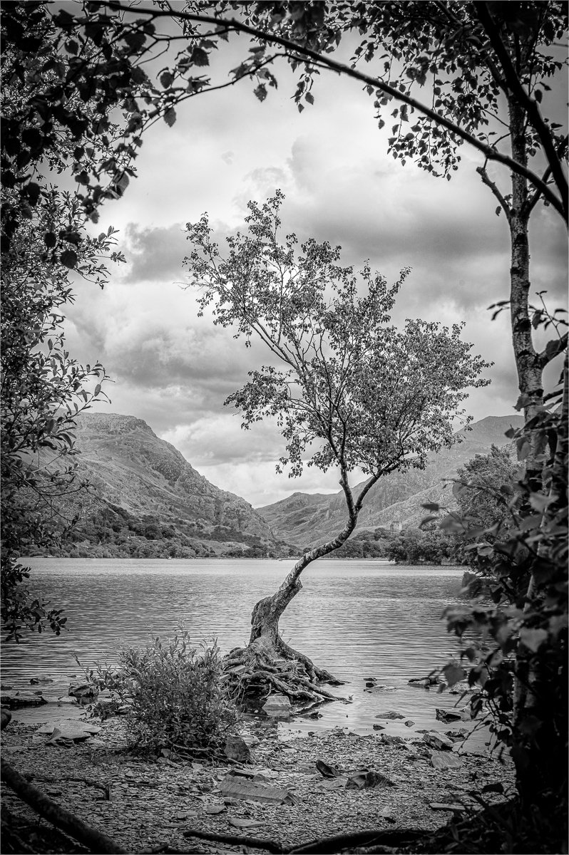 The Lone Tree In Snowdonia.jpg